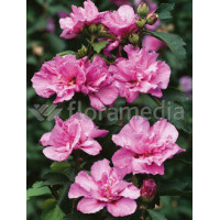 Ketmia syryjska 'Ardens' Hibiscus syriacus