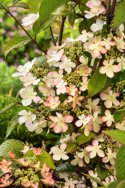 Kalina japońska 'Kilimanjaro' | Viburnum plicatum