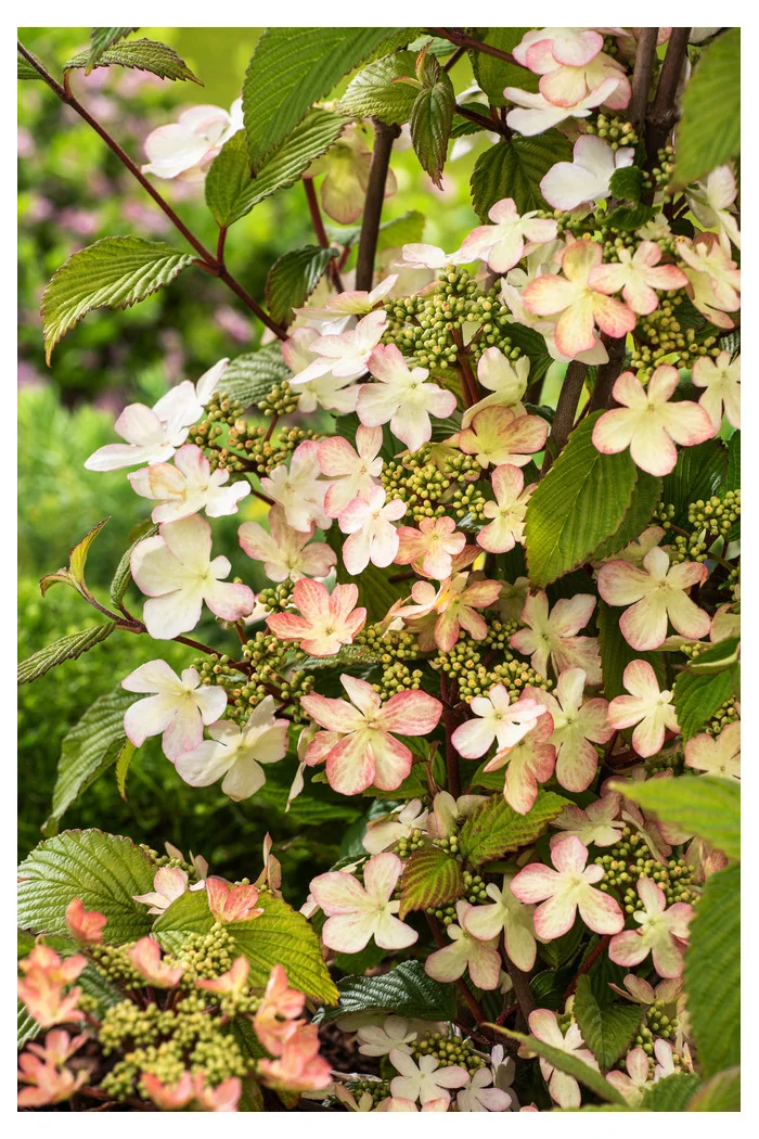 Kalina japońska 'Kilimanjaro' | Viburnum plicatum