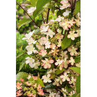 Kalina japońska 'Kilimanjaro' | Viburnum plicatum