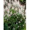 tiarella