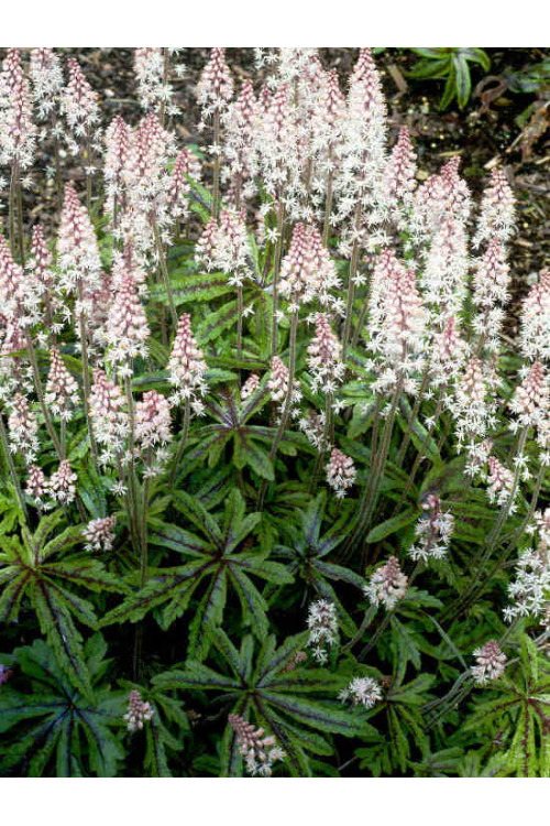 tiarella