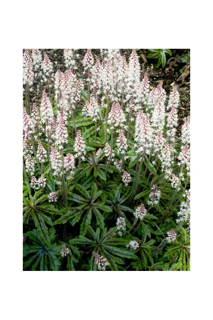 tiarella