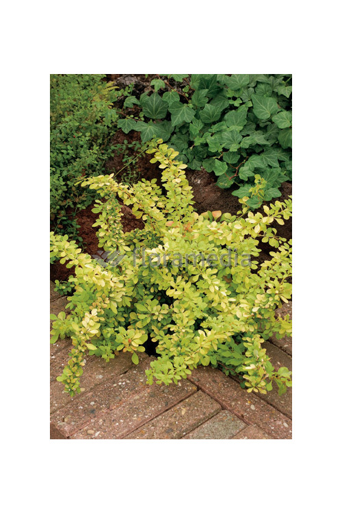 Berberys Thunberga 'Golden Dream' Berberis thunbergii