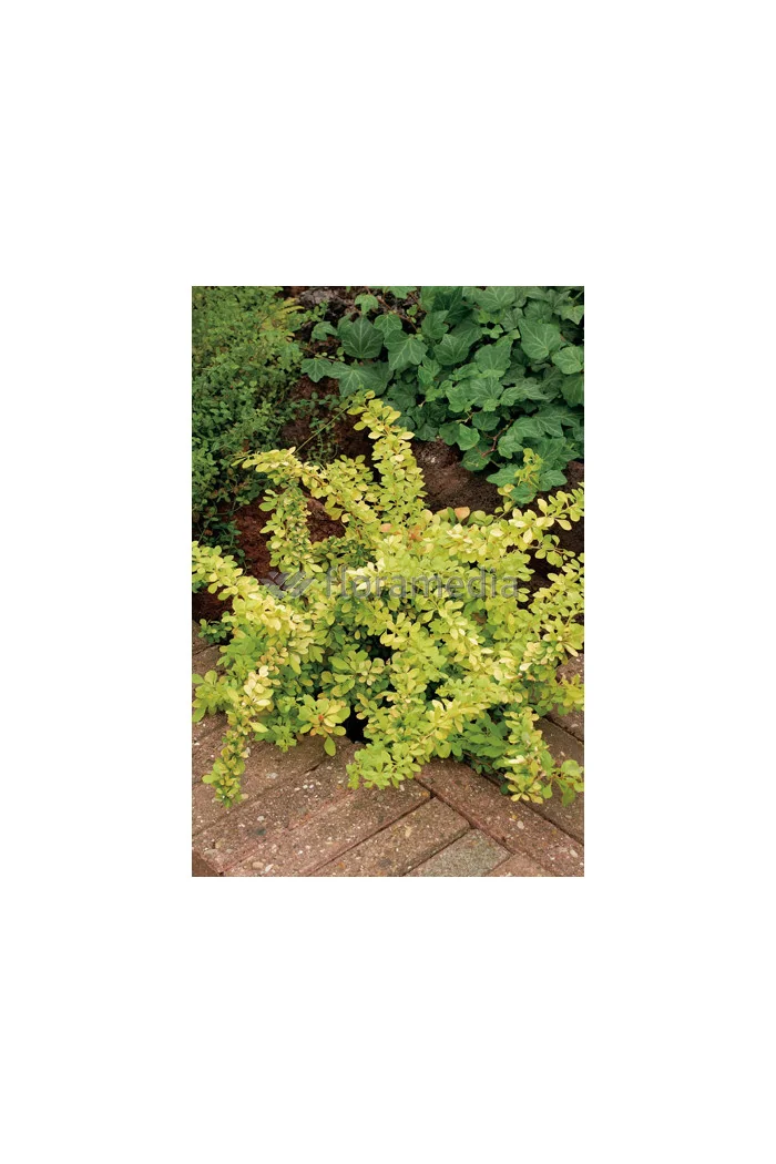 Berberys Thunberga 'Golden Dream' Berberis thunbergii