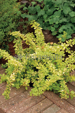 Berberys Thunberga 'Golden Dream' Berberis thunbergii