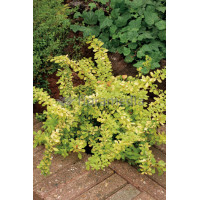 Berberys Thunberga 'Golden Dream' Berberis thunbergii