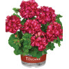 Pelargonia bluszczolistna 'Chris' (odmiana półpełna)