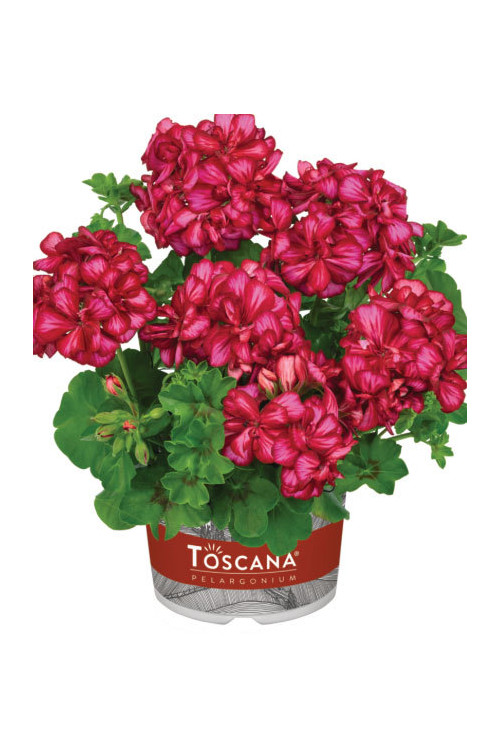 Pelargonia bluszczolistna 'Chris' (odmiana półpełna)