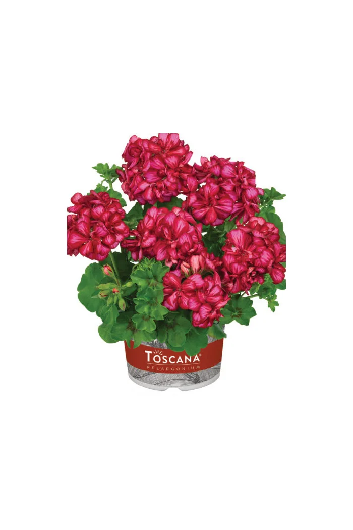 Pelargonia bluszczolistna 'Chris' (odmiana półpełna)