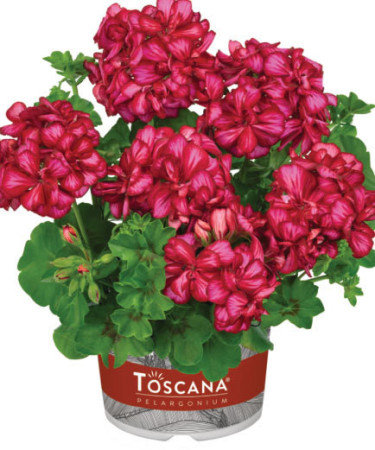 Pelargonia bluszczolistna 'Chris' (odmiana półpełna)