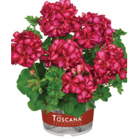Pelargonia bluszczolistna 'Chris' (odmiana półpełna)