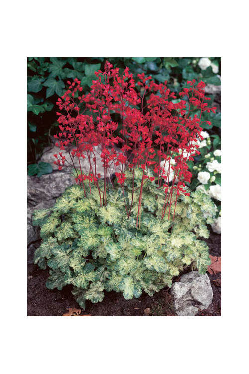 Żurawka 'Hercules' Heuchera