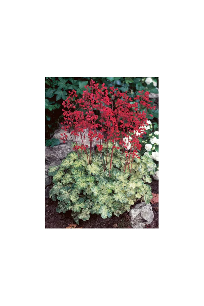 Żurawka 'Hercules' Heuchera