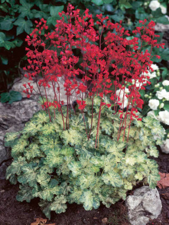 Żurawka 'Hercules' Heuchera