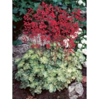 Żurawka 'Hercules' Heuchera