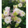 Orlik pospolity 'Winky Double Rose and White' Aquilegia vulgaris