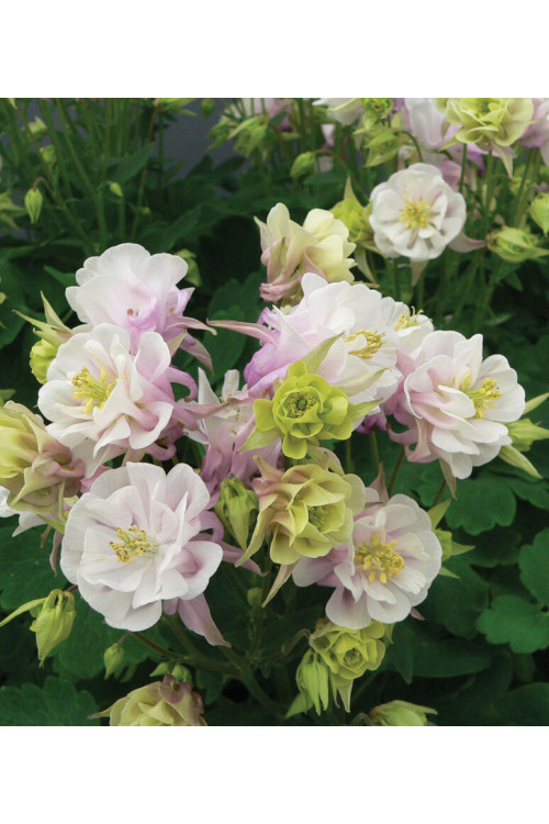 Orlik pospolity 'Winky Double Rose and White' Aquilegia vulgaris