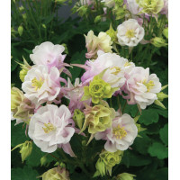 Orlik pospolity 'Winky Double Rose and White' Aquilegia vulgaris