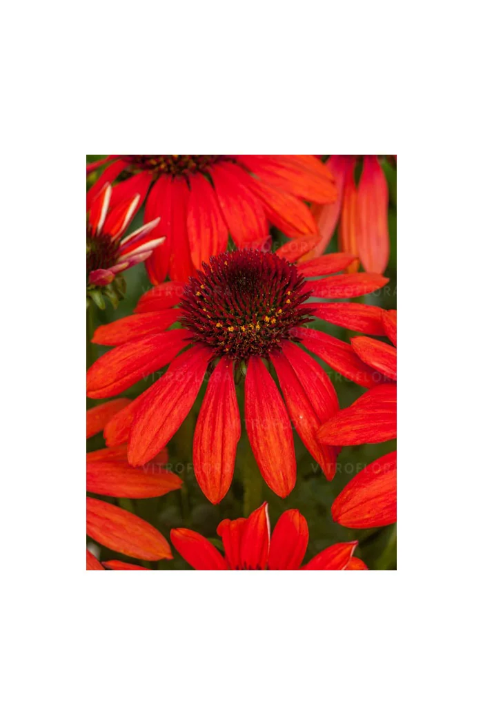 Jeżówka 'Red Pearl' | Echinacea