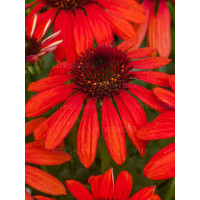 Jeżówka 'Red Pearl' | Echinacea