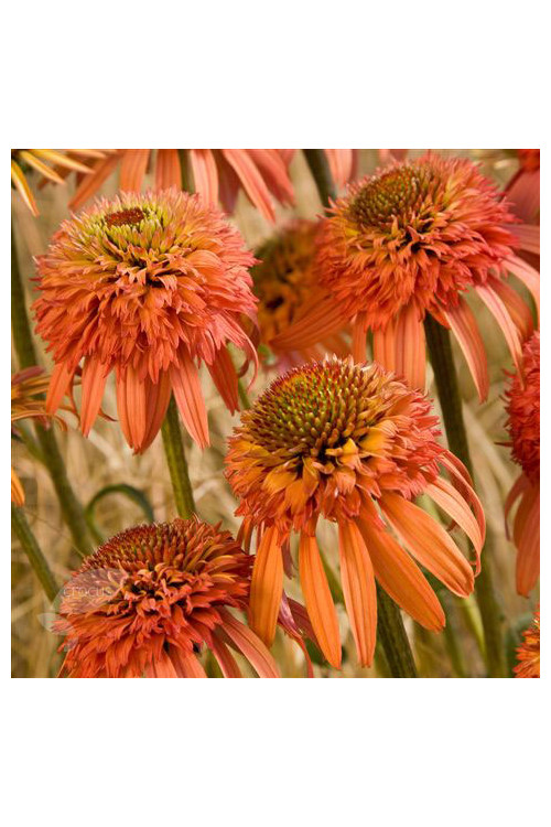 Jeżówka 'Irresistible' Echinacea