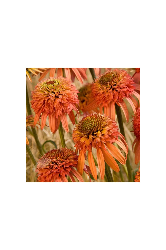Jeżówka 'Irresistible' Echinacea