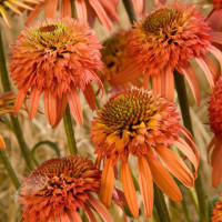 Jeżówka 'Irresistible' Echinacea