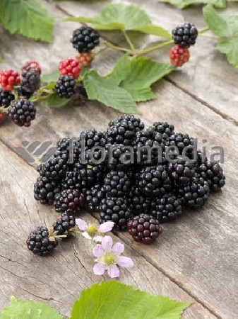 Jeżyna bezkolcowa 'Oregon Thornless' Rubus fruticosus