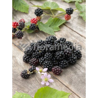 Jeżyna bezkolcowa 'Oregon Thornless' Rubus fruticosus