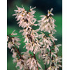 Abeliophyllum koreańskie | Abeliophyllum distichum