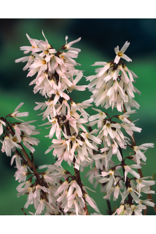 Abeliophyllum koreańskie | Abeliophyllum distichum