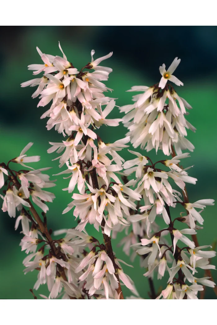 Abeliophyllum koreańskie | Abeliophyllum distichum