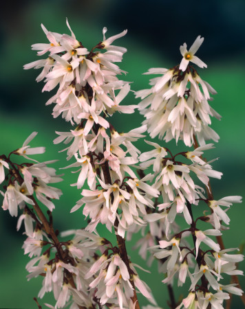 Abeliophyllum koreańskie | Abeliophyllum distichum