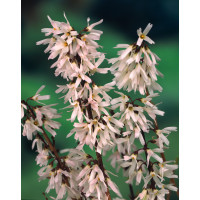 Abeliophyllum koreańskie | Abeliophyllum distichum