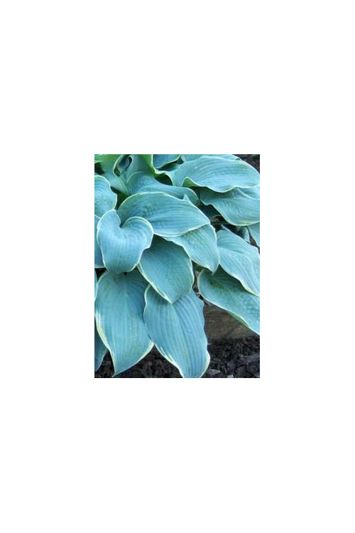 Funkia 'Frosted Dimples' Hosta