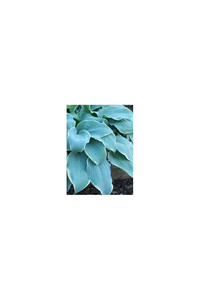 Funkia 'Frosted Dimples' Hosta