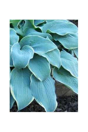 Funkia 'Frosted Dimples' Hosta