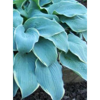 Funkia 'Frosted Dimples' Hosta