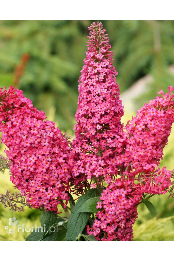 budleja, budleja, motyli krzew