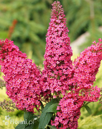 budleja, budleja, motyli krzew