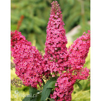 budleja, budleja, motyli krzew