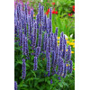 Kłosowiec fenkułowy 'Blue Fortune' | Agastache foeniculum