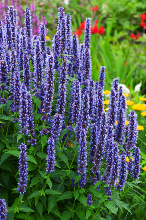 Kłosowiec fenkułowy 'Blue Fortune' | Agastache foeniculum