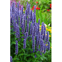 Kłosowiec fenkułowy 'Blue Fortune' | Agastache foeniculum