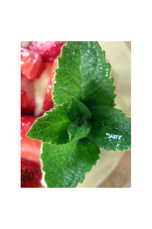 Mięta truskawkowa Mentha x piperita