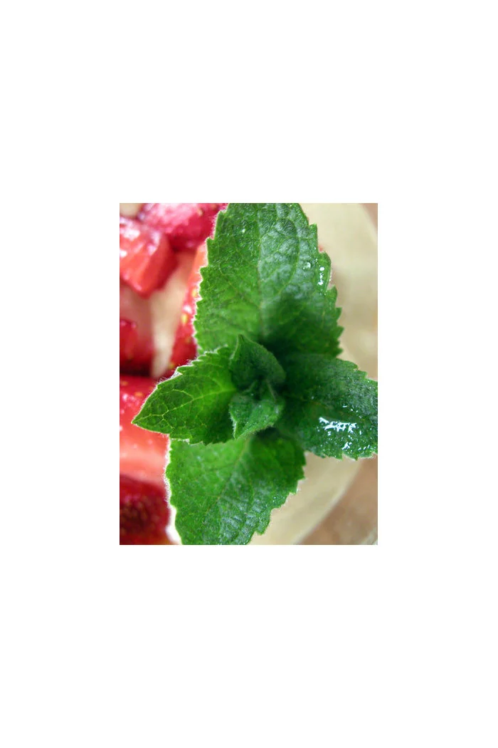 Mięta truskawkowa Mentha x piperita