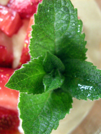 Mięta truskawkowa Mentha x piperita