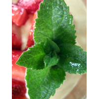 Mięta truskawkowa Mentha x piperita