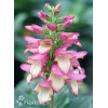 Naparstnica 'Berry Canary' | Digitalis digiplexis